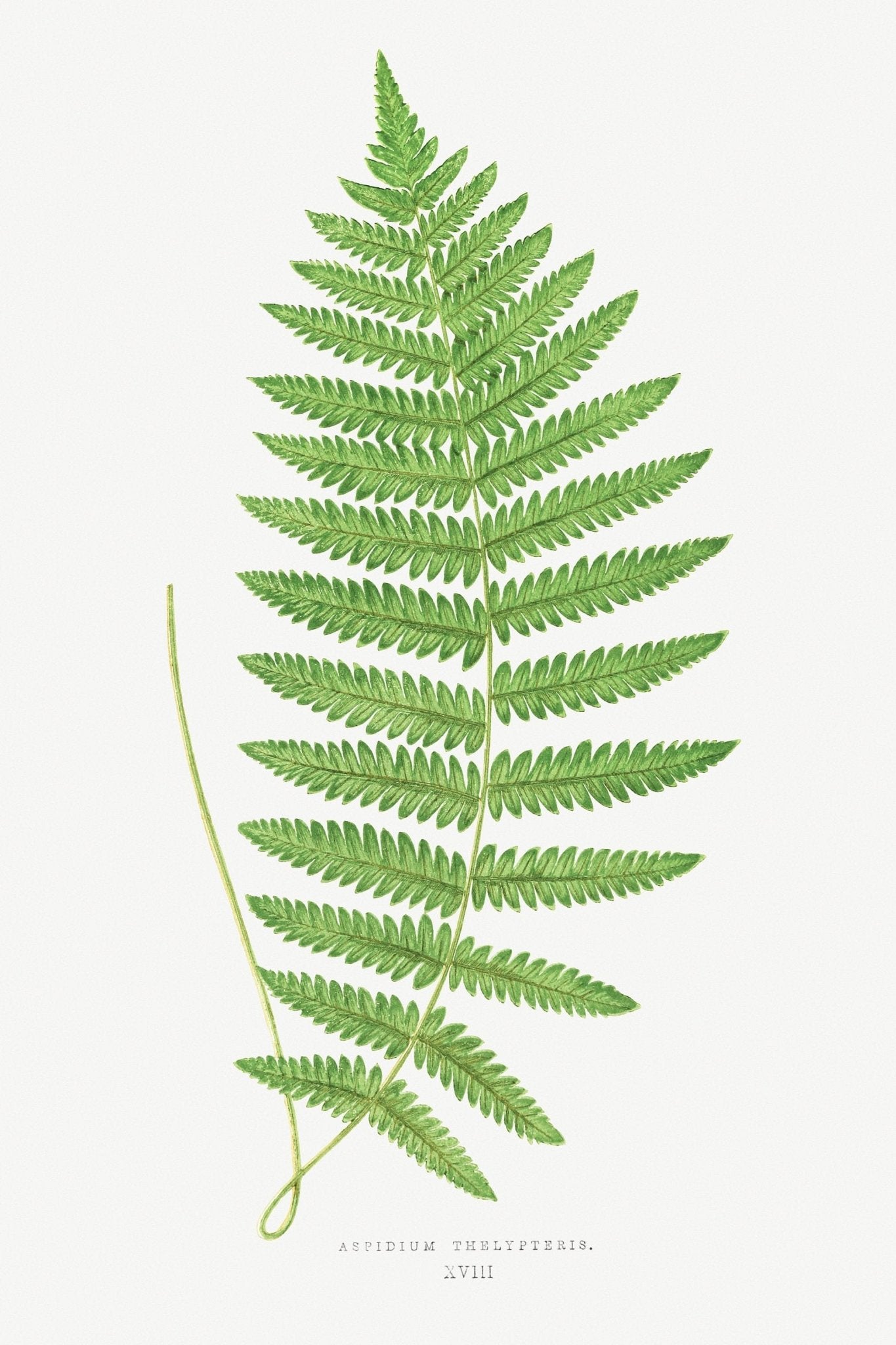 Ensemble de 3 lithographies de fougères tirées de « Ferns : British and Exotic »