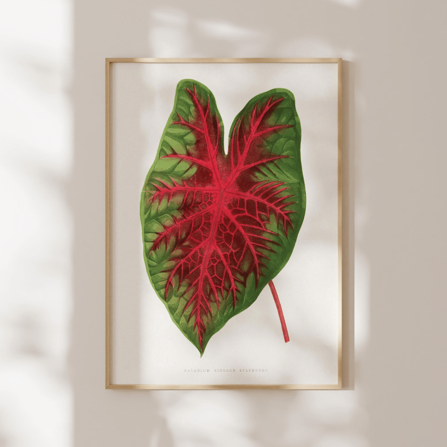 Alexander Francis Lydon - Caladium (Heart Of Jesus) from 'Les Plantes à Feuillage Coloré' | Art Prints | Pathos Studio