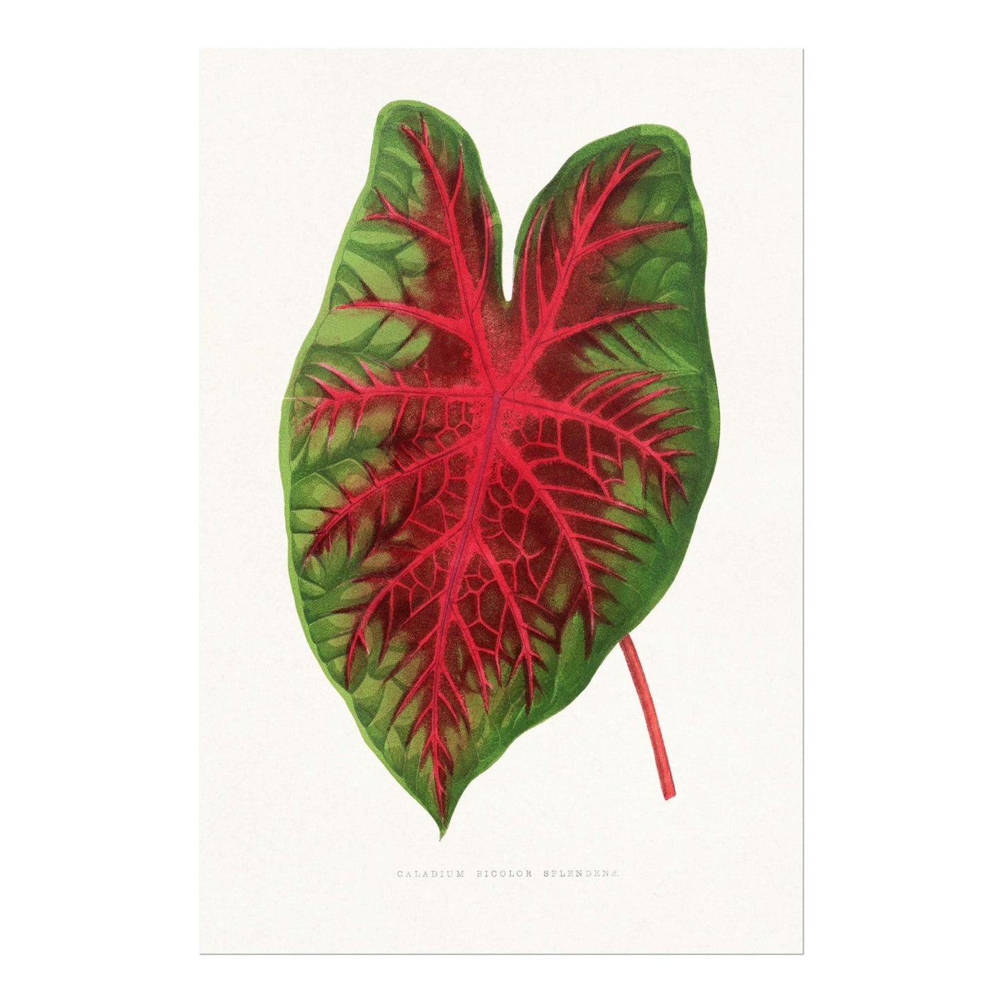 Alexander Francis Lydon - Caladium (Heart Of Jesus) from 'Les Plantes à Feuillage Coloré' | Art Prints | Pathos Studio