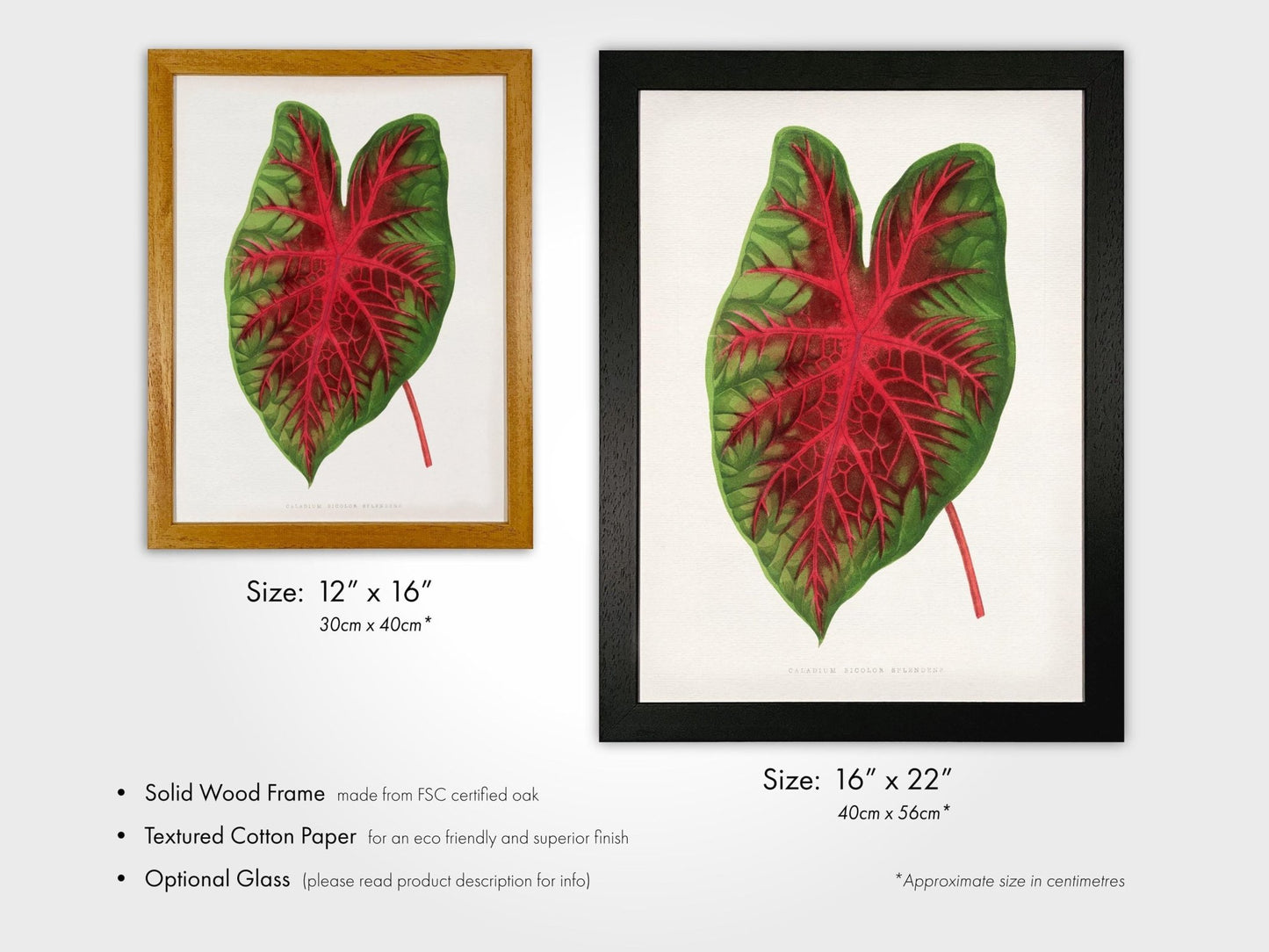 Alexander Francis Lydon - Caladium (Heart Of Jesus) from 'Les Plantes à Feuillage Coloré' | Art Prints | Pathos Studio