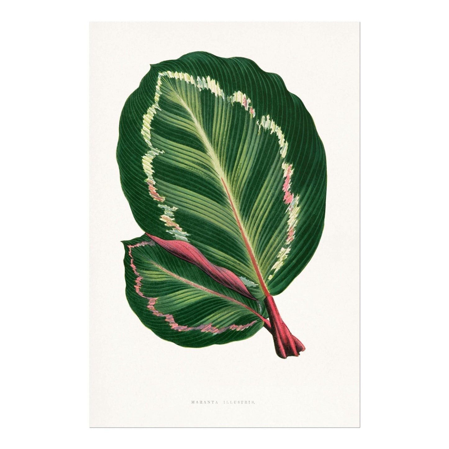 Alexander Francis Lydon - Green Mantara Illustris from 'Les Plantes à Feuillage Coloré' | Art Prints | Pathos Studio