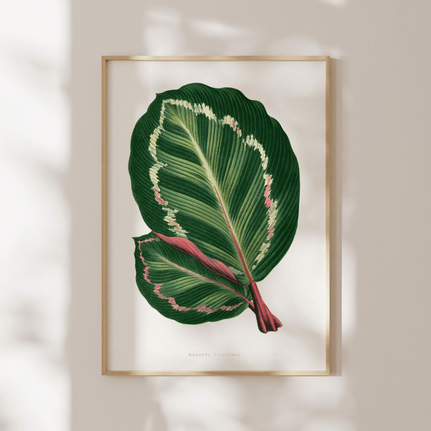 Alexander Francis Lydon - Green Mantara Illustris from 'Les Plantes à Feuillage Coloré' | Art Prints | Pathos Studio