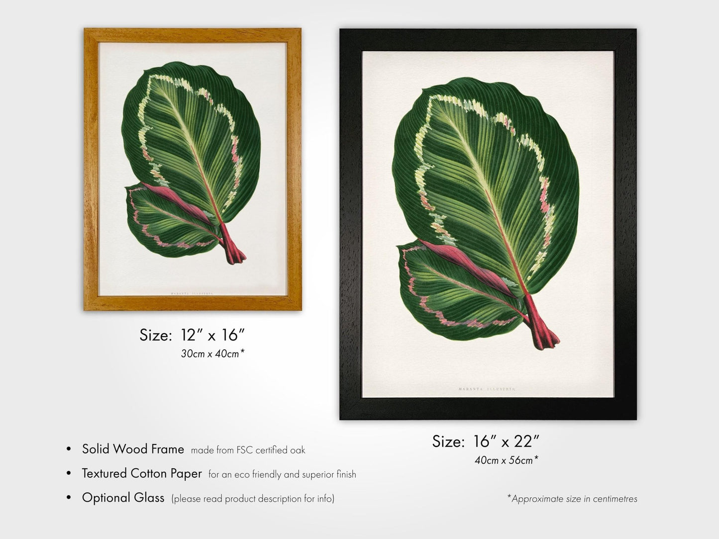 Alexander Francis Lydon - Green Mantara Illustris from 'Les Plantes à Feuillage Coloré' | Art Prints | Pathos Studio