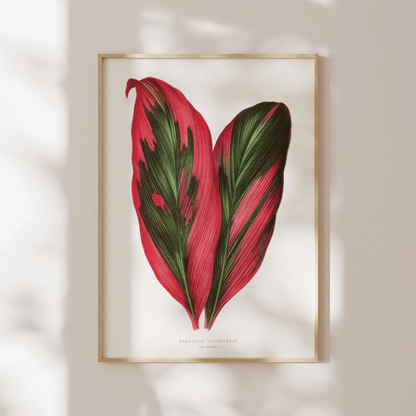 Alexander Francis Lydon - Pink Dracaena Terminalis from 'Les Plantes à Feuillage Coloré' | Art Prints | Pathos Studio