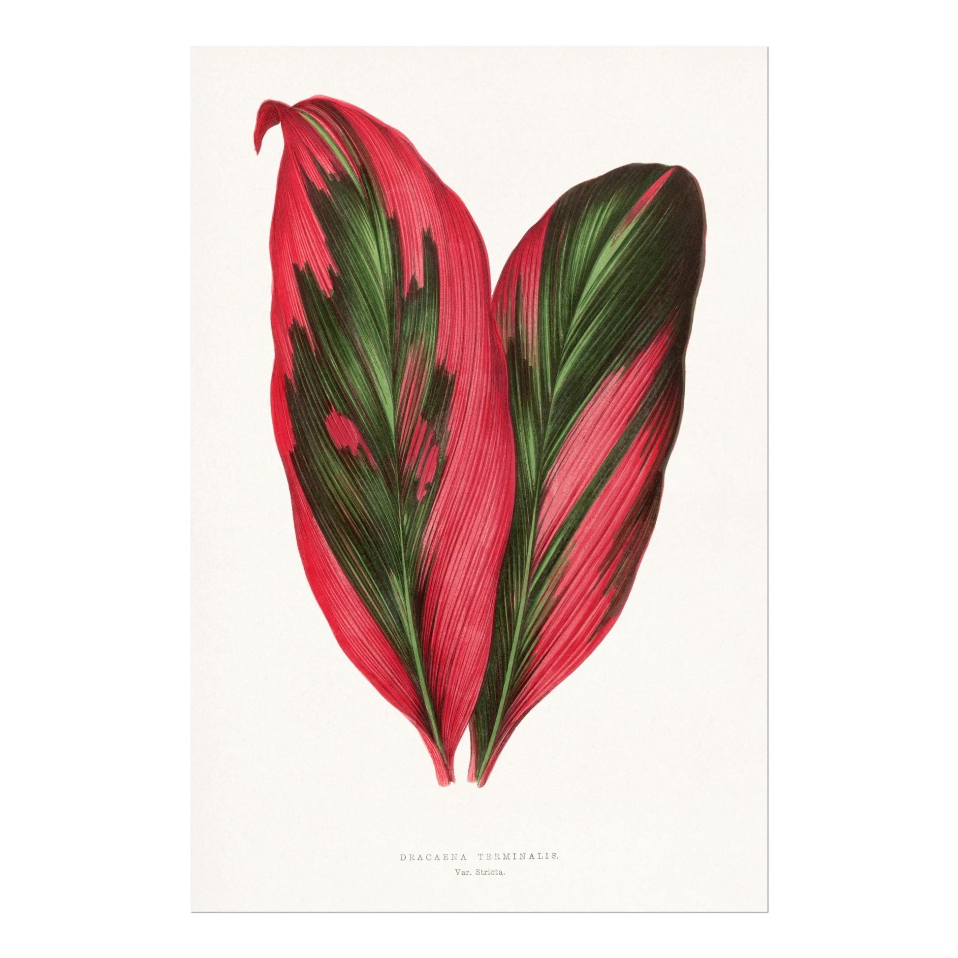 Alexander Francis Lydon - Pink Dracaena Terminalis from 'Les Plantes à Feuillage Coloré' | Art Prints | Pathos Studio