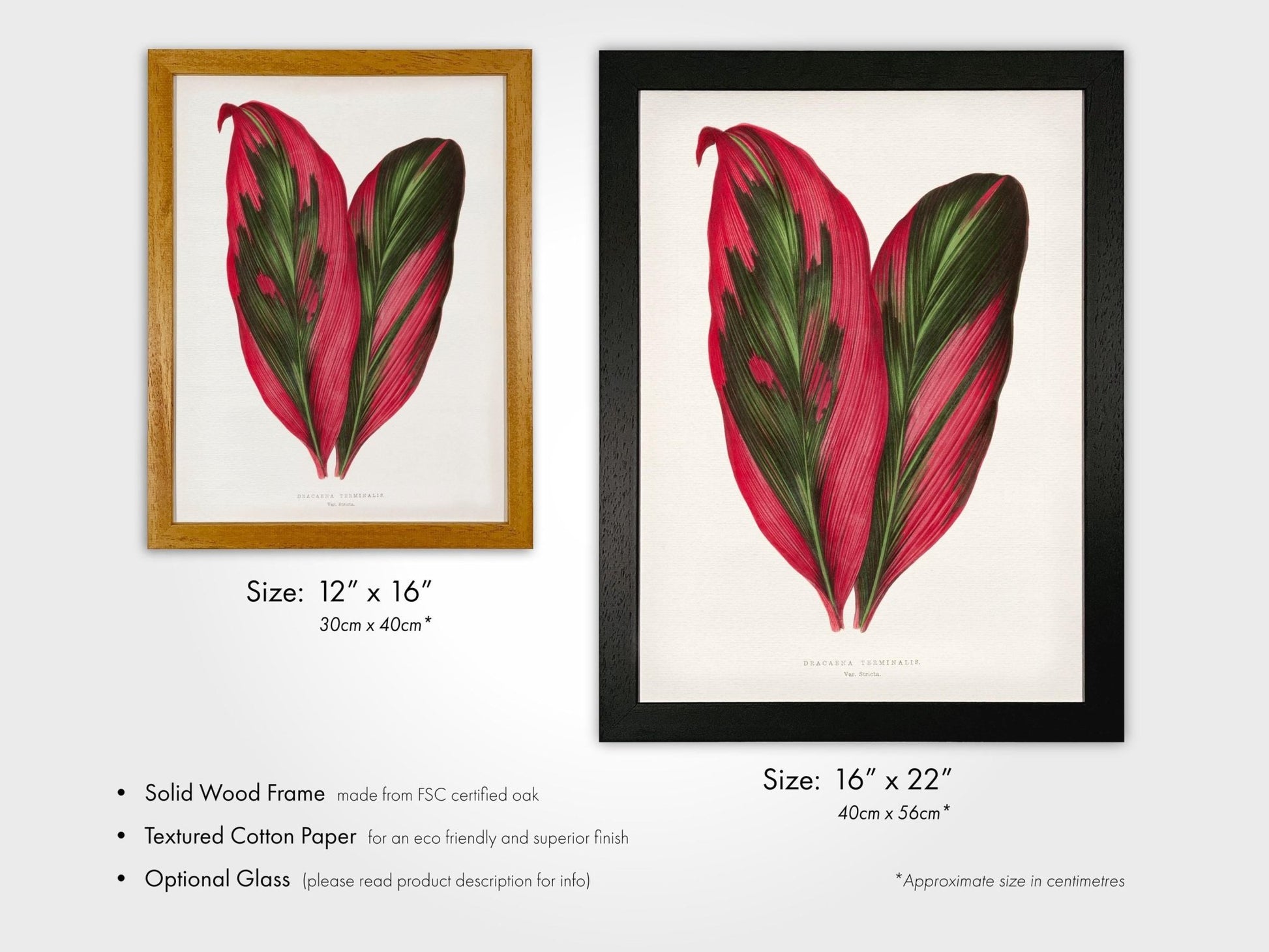 Alexander Francis Lydon - Pink Dracaena Terminalis from 'Les Plantes à Feuillage Coloré' | Art Prints | Pathos Studio