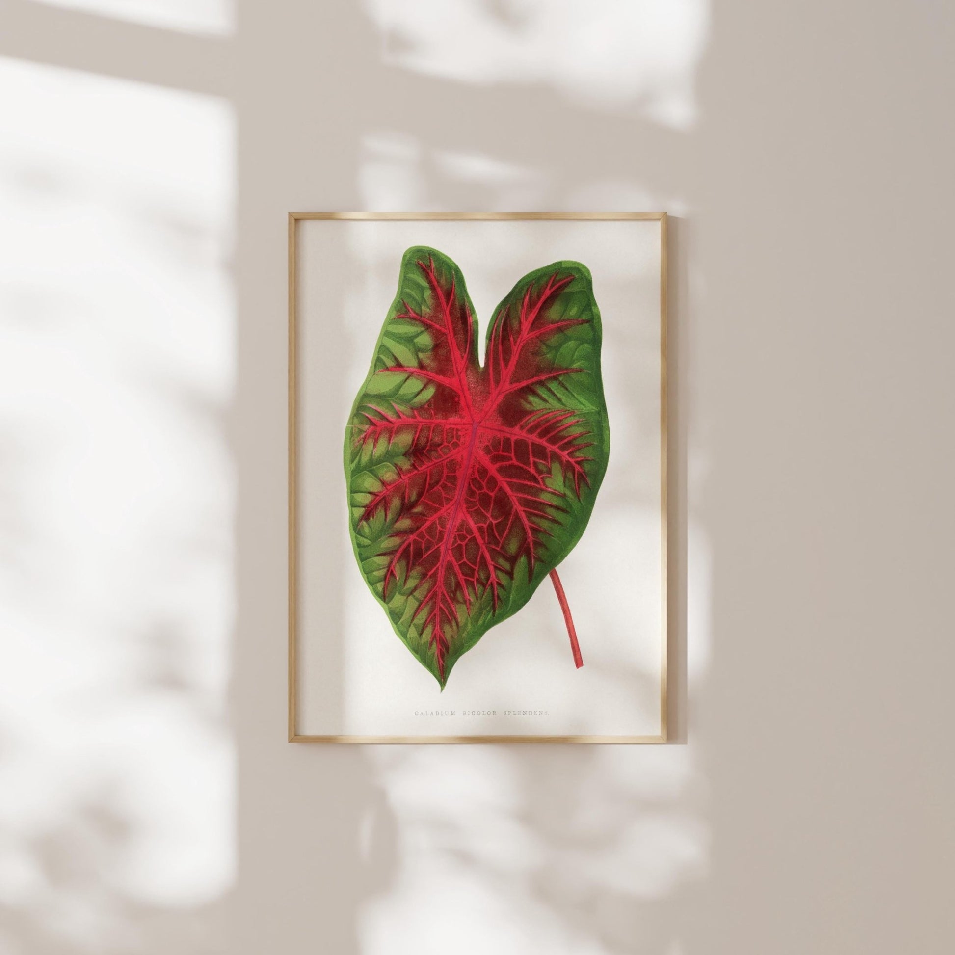 Alexander Francis Lydon - Set of 3 Leaf Prints from 'Les Plantes à Feuillage Coloré' | Art Print Sets | Pathos Studio