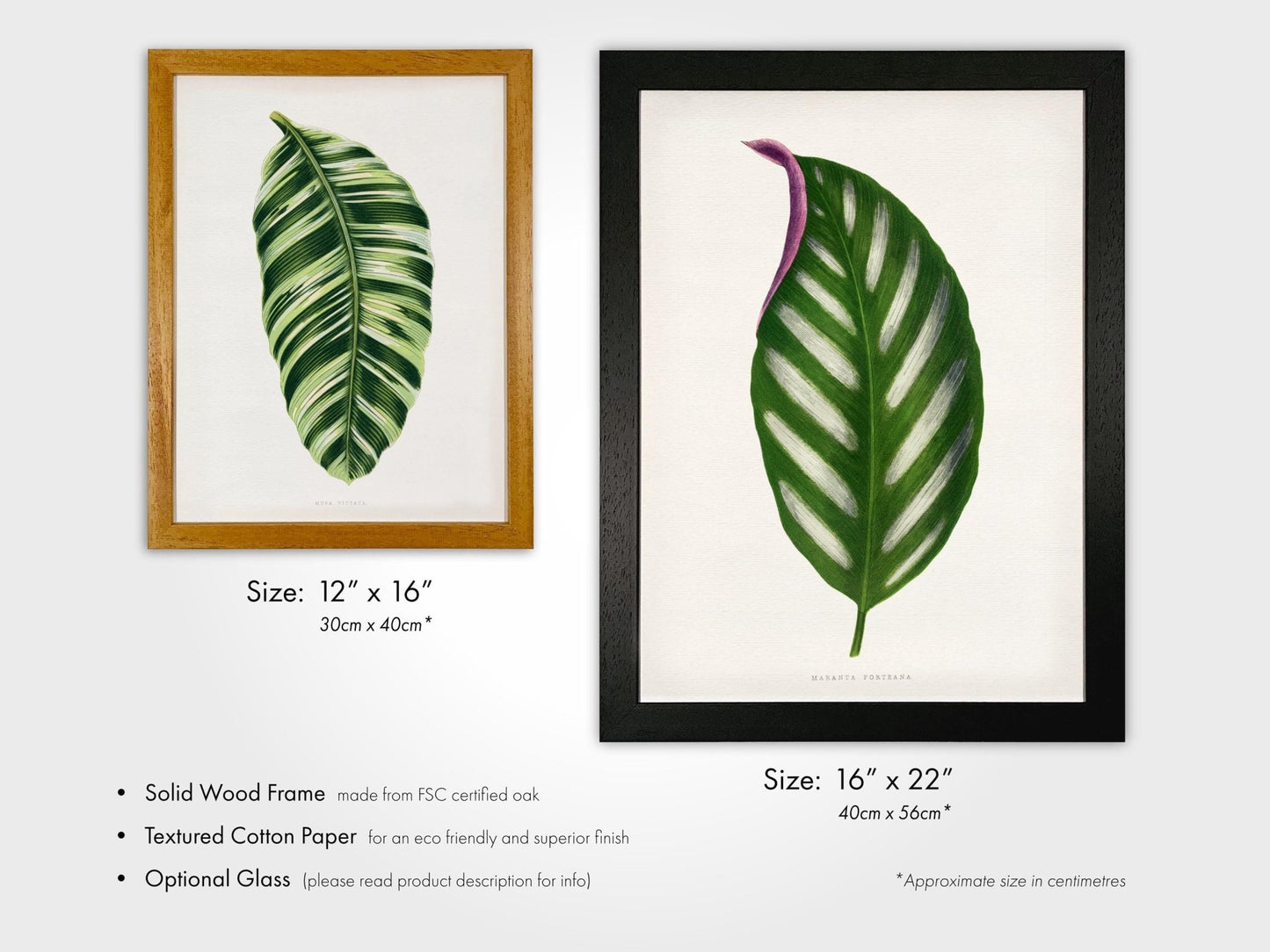 Alexander Francis Lydon - Set of 3 Leaf Prints from 'Les Plantes à Feuillage Coloré' | Art Print Sets | Pathos Studio