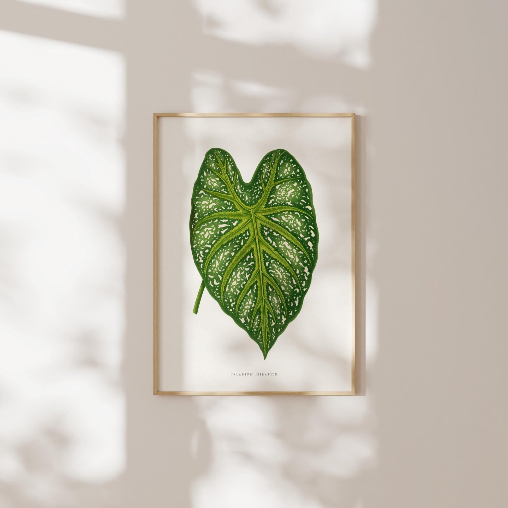 Alexander Francis Lydon - Set of 3 Leaf Prints from 'Les Plantes à Feuillage Coloré' | Art Print Sets | Pathos Studio