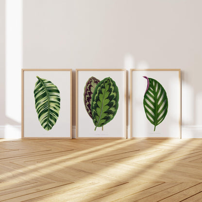 Alexander Francis Lydon - Set of 3 Leaf Prints from 'Les Plantes à Feuillage Coloré' | Art Print Sets | Pathos Studio