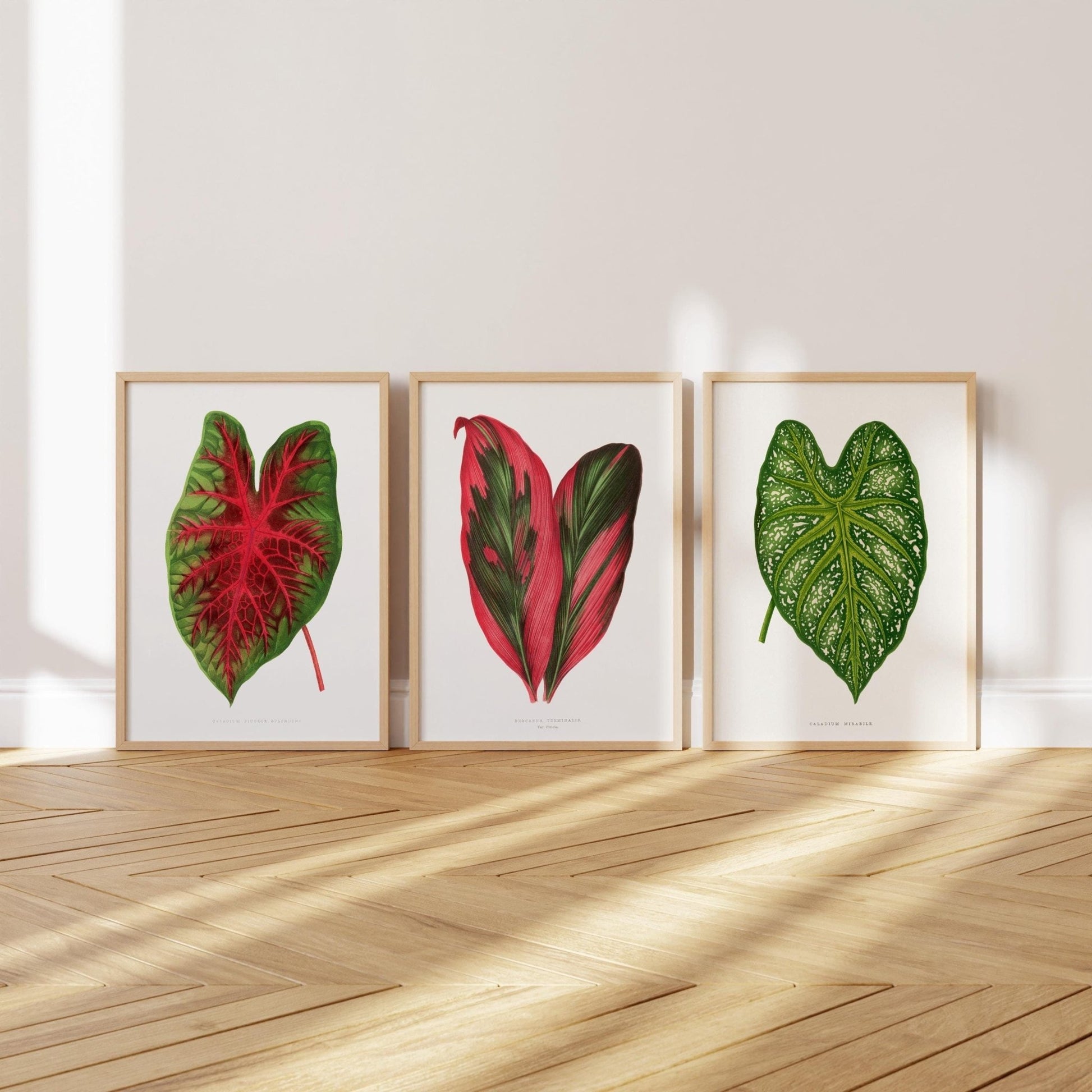 Alexander Francis Lydon - Set of 3 Leaf Prints from 'Les Plantes à Feuillage Coloré' | Art Print Sets | Pathos Studio
