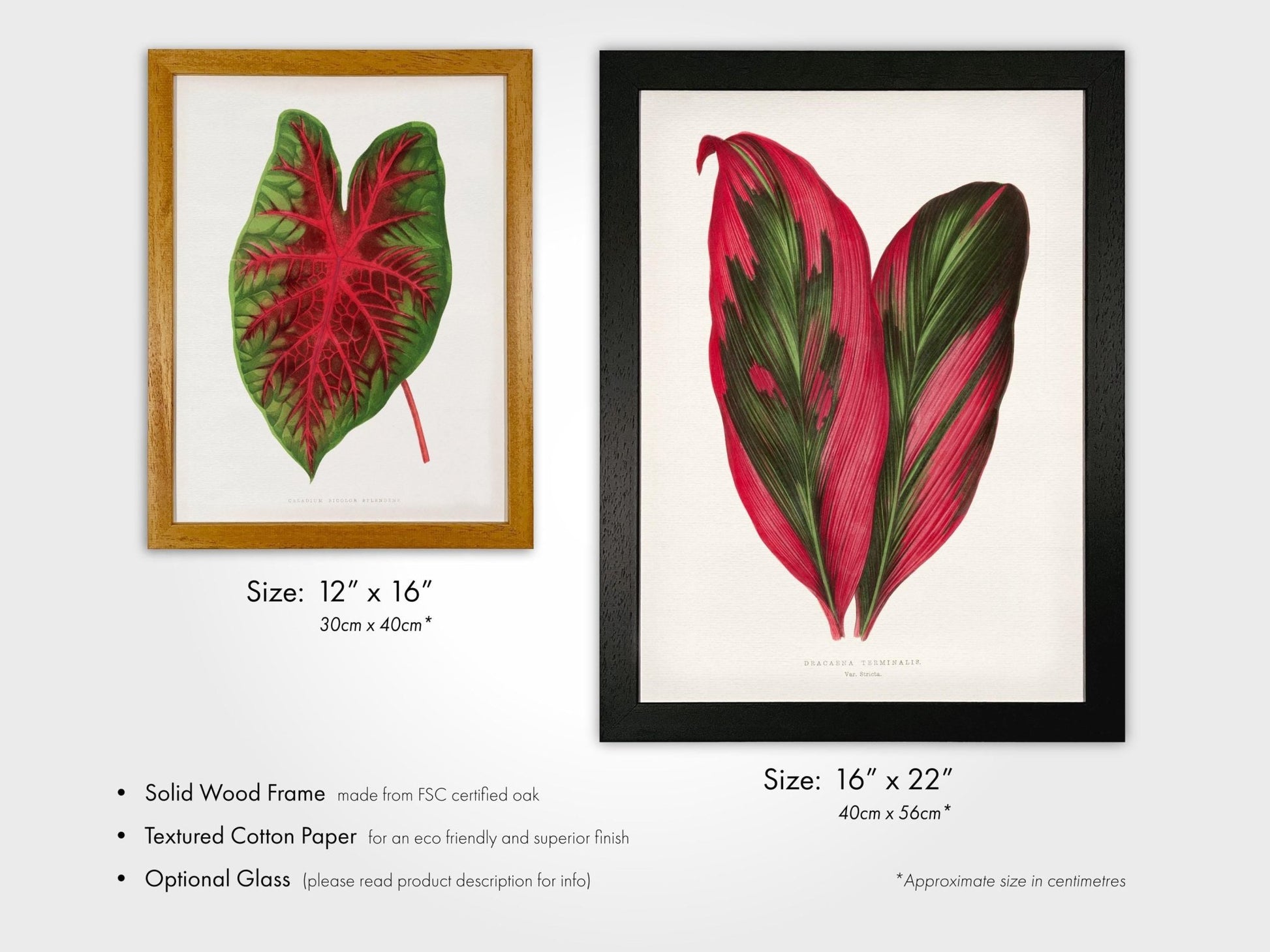 Alexander Francis Lydon - Set of 3 Leaf Prints from 'Les Plantes à Feuillage Coloré' | Art Print Sets | Pathos Studio