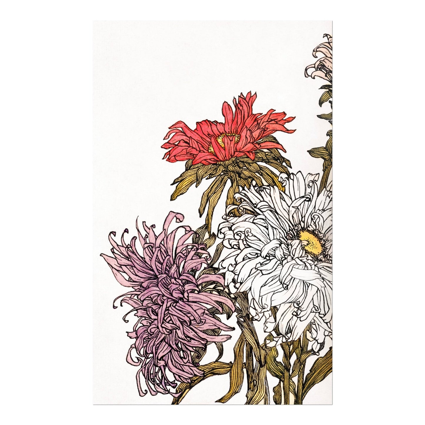 Julie De Graag - Chrysanthemums | Art Prints | Pathos Studio