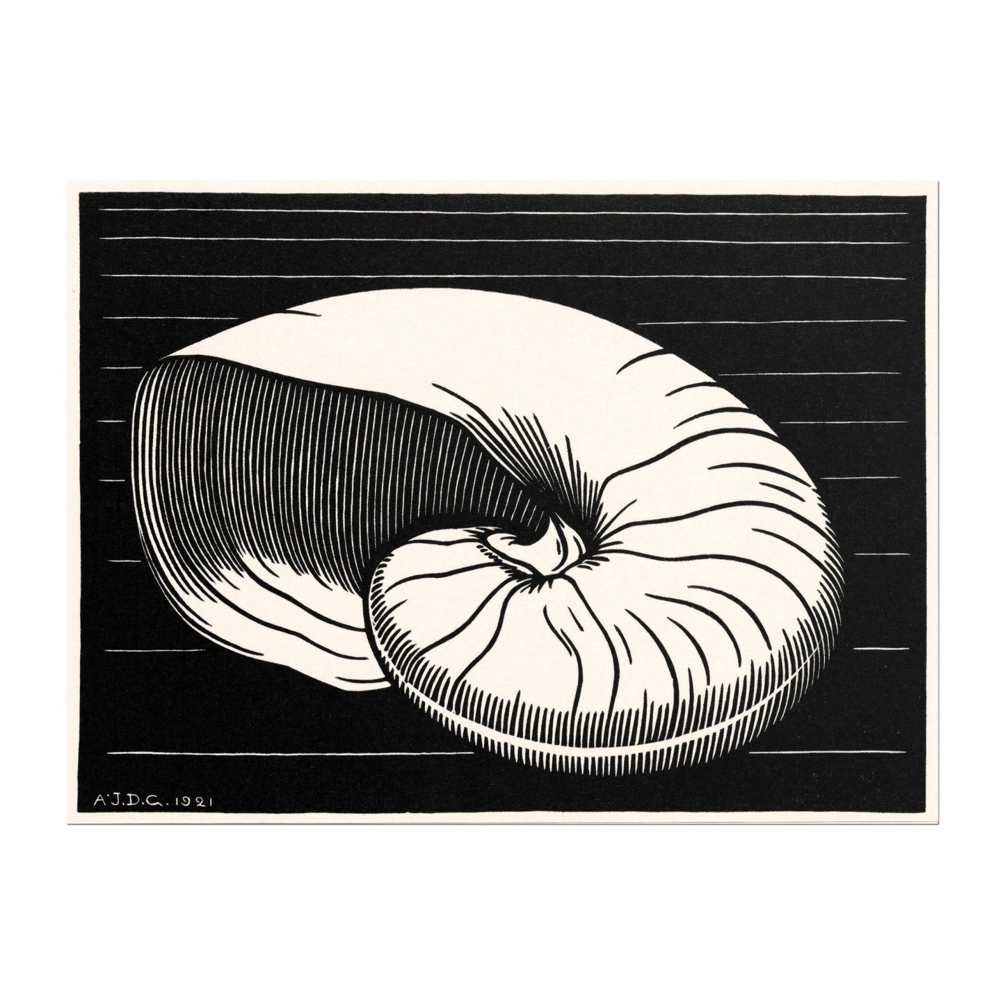 Julie De Graag - Shell | Art Prints | Pathos Studio