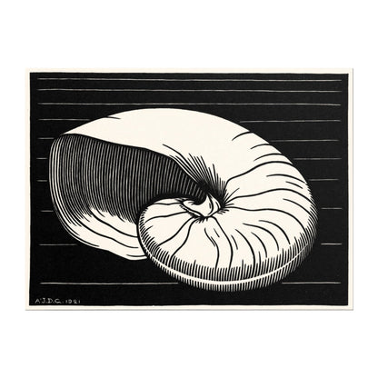 Julie De Graag - Shell | Art Prints | Pathos Studio