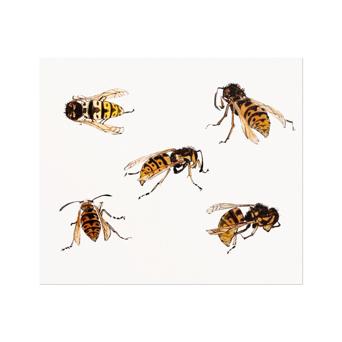 JULIE DE GRAAG - Studies of Wasps (Giclée Art Print) - Pathos Studio - Marketplace Listings