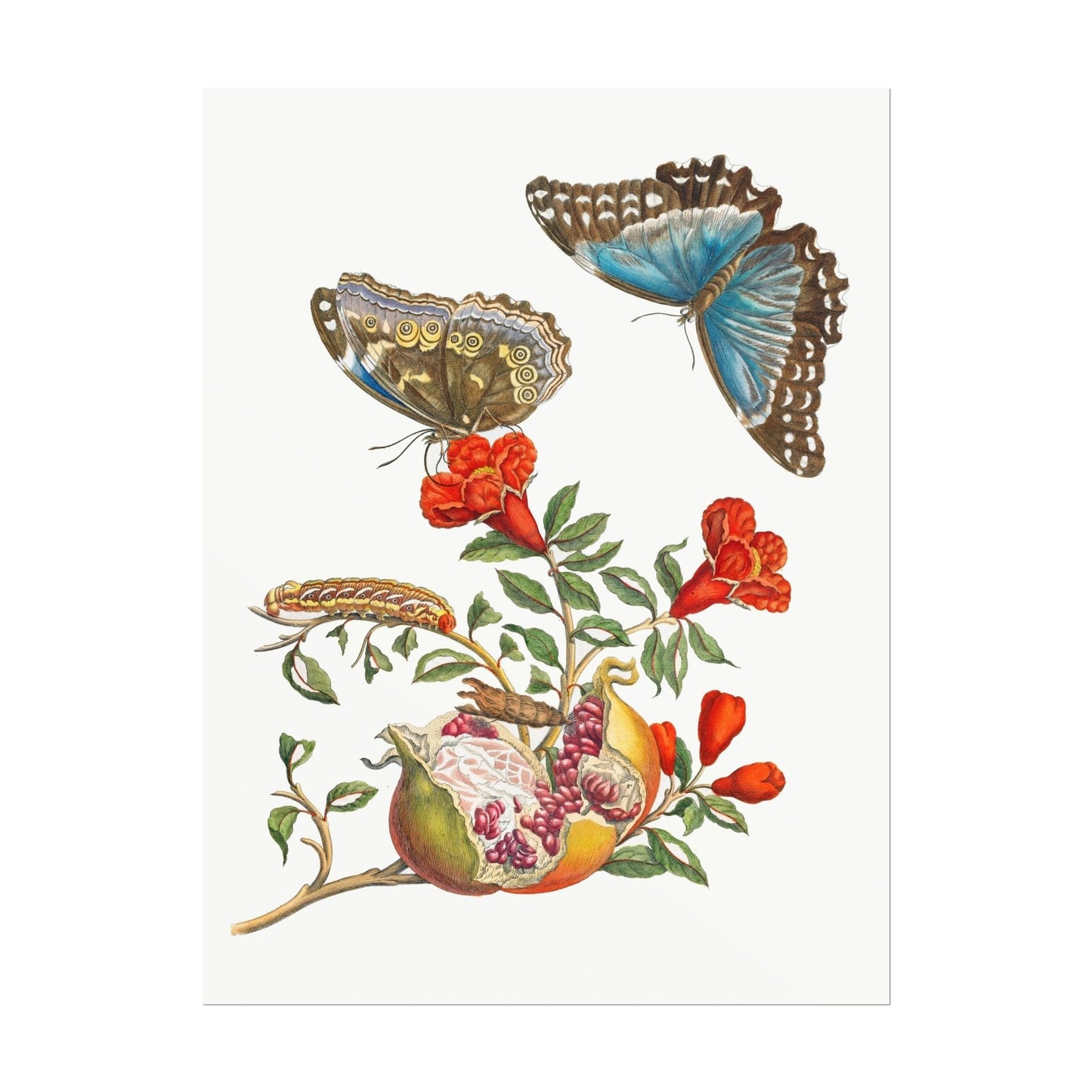 MARIA SIBYLLA MERIAN - Pomegranate Tree With Caterpillar & Butterfly (Giclée Art Print) - Pathos Studio - Marketplace Listings