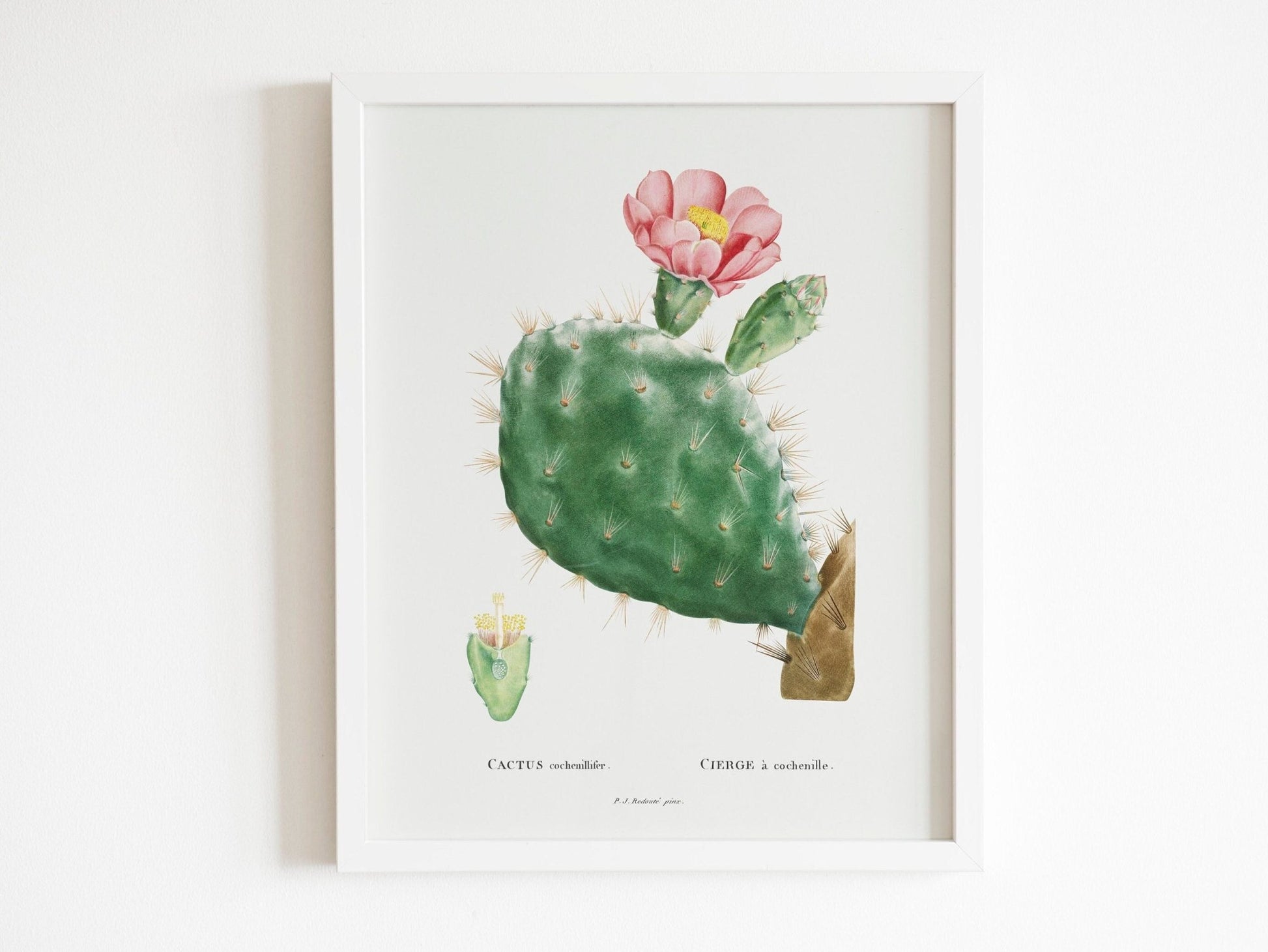 Set of 3 Cacti Prints by Pierre - Joseph Redouté (Raphael of Flowers) - Pathos Studio - Art Print Sets