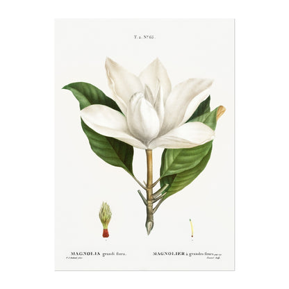 Set of 3 Exotic Plant Prints by Pierre - Joseph Redouté (Raphael of Flowers) - Pathos Studio - Art Print Sets