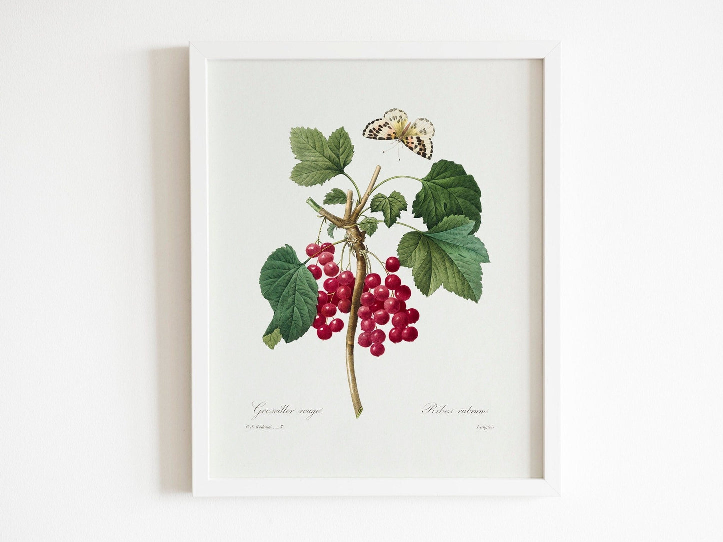 Set of 3 Fruit Prints by Pierre - Joseph Redouté (Raphael of Flowers) - Pathos Studio - Art Print Sets