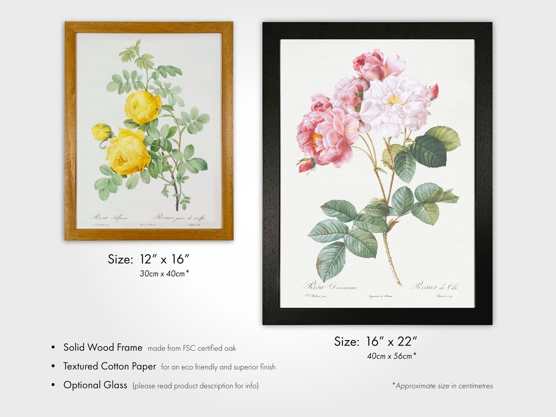 Set of 3 Fruit Prints by Pierre - Joseph Redouté (Raphael of Flowers) - Pathos Studio - Art Print Sets
