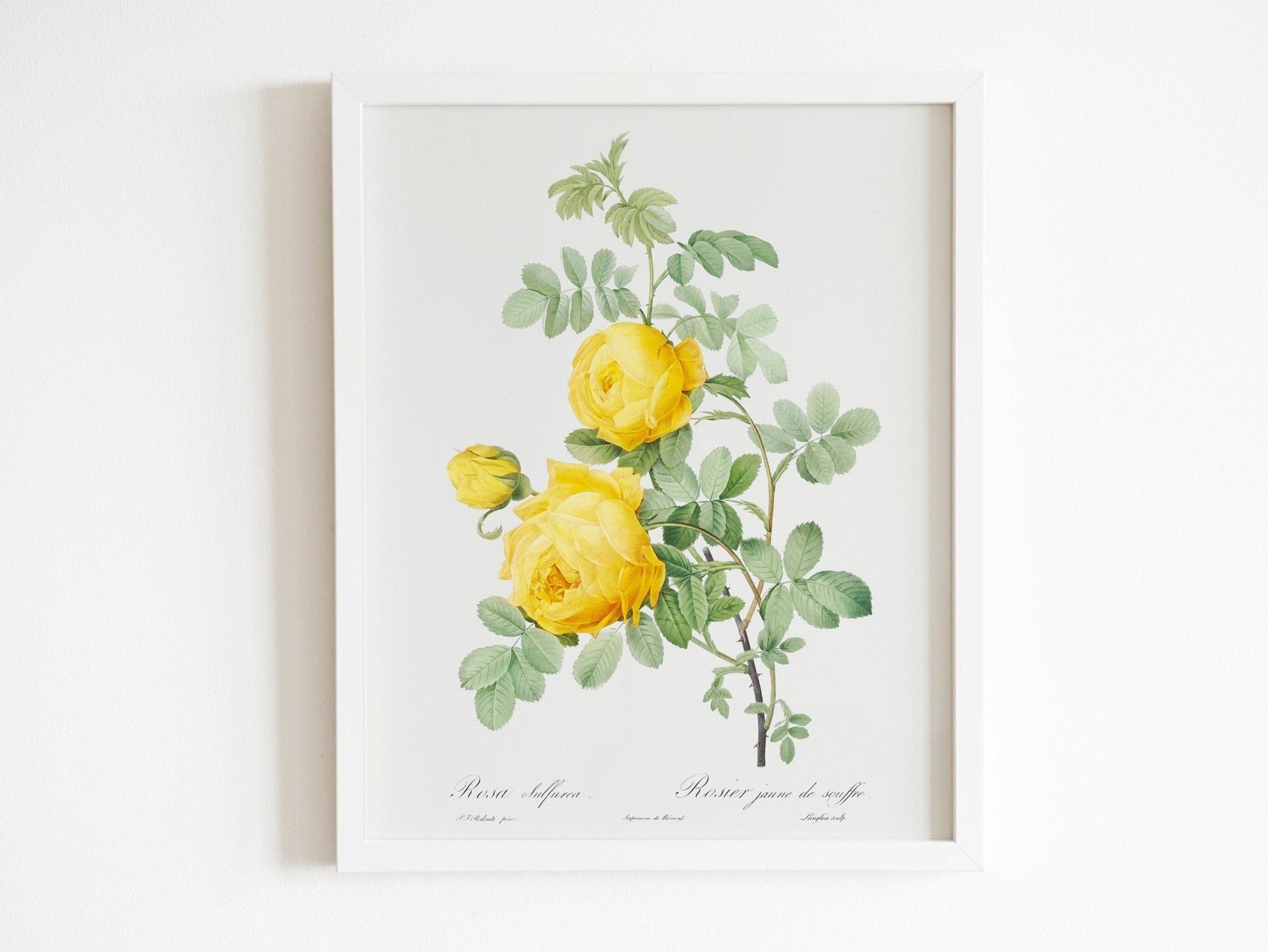 Set of 3 Lily & Roses Prints by Pierre - Joseph Redouté (Raphael of Flowers) - Pathos Studio - Art Print Sets