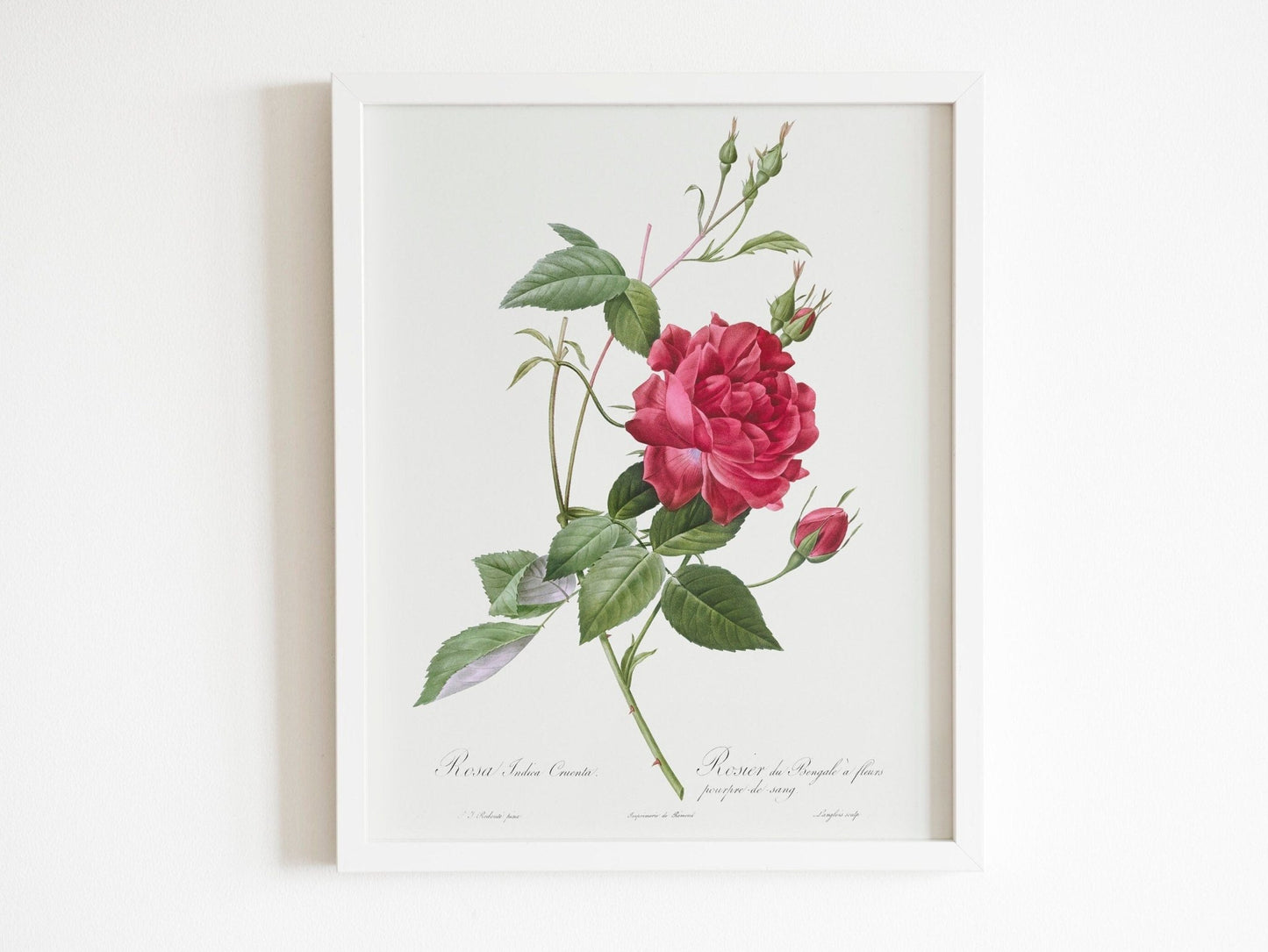 Set of 3 Lily & Roses Prints by Pierre - Joseph Redouté (Raphael of Flowers) - Pathos Studio - Art Print Sets