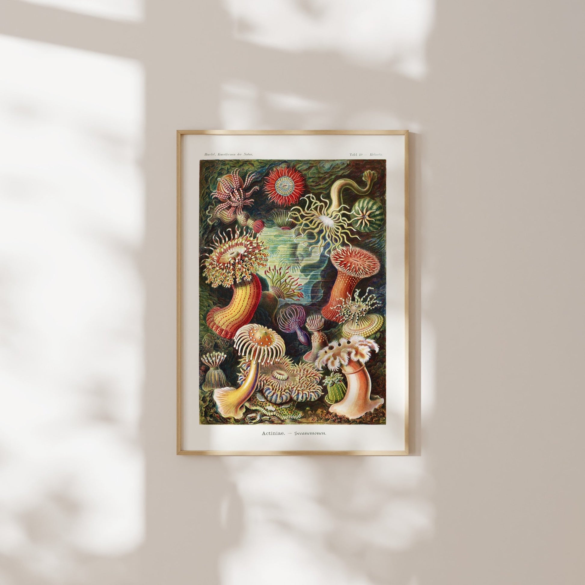 Set of 3 Mosses, Birds & Anemones Prints - Pathos Studio - Art Print Sets