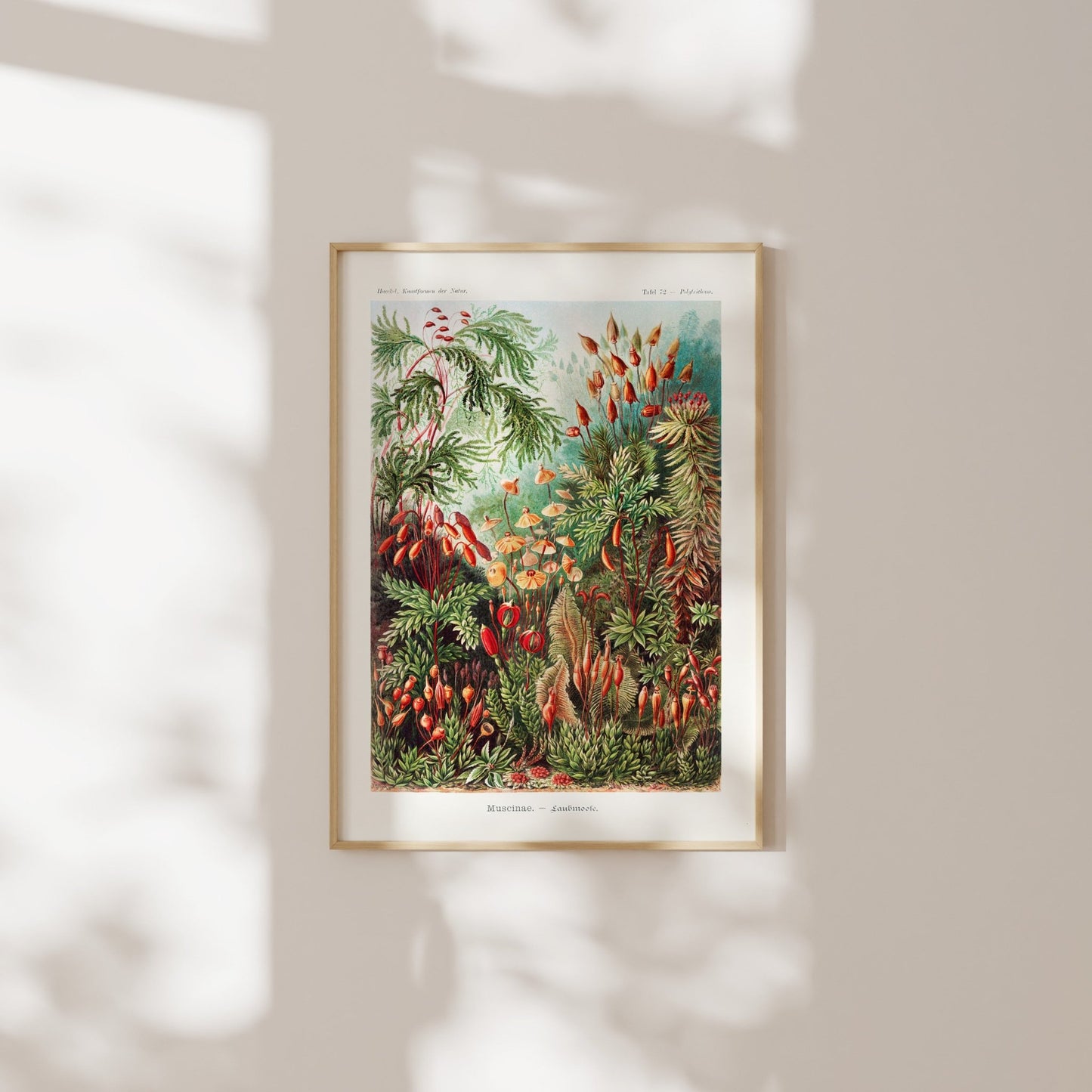 Set of 3 Mosses, Birds & Anemones Prints - Pathos Studio - Art Print Sets