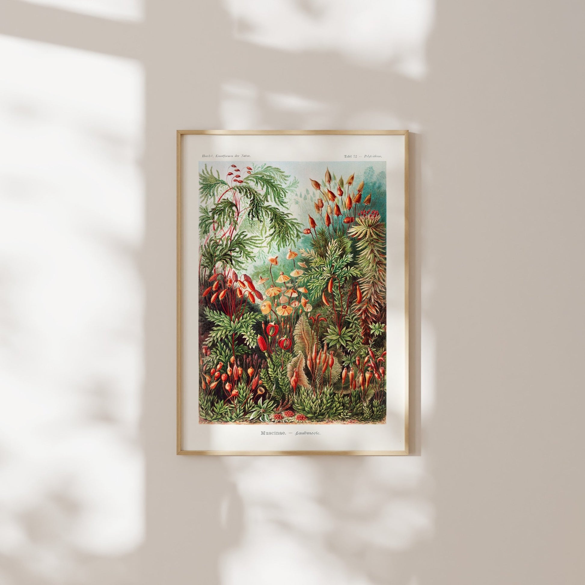 Set of 3 Mosses, Birds & Anemones Prints - Pathos Studio - Art Print Sets