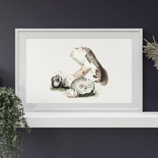 Agaricus Augustus Pilz (Vintage Illustration aus „Biodiversity Heritage Library“)