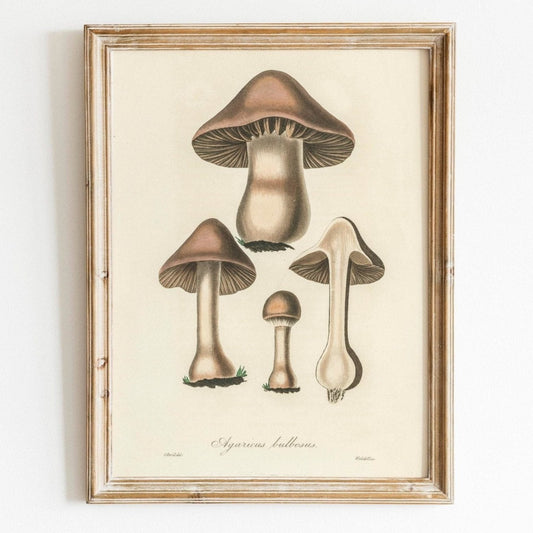 Agaricus Bulbosus Pilz (Vintage Illustration aus „Medical Botany“)