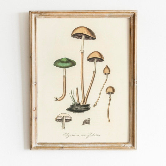 Agaricus Semiglobatus Pilz (Vintage Illustration aus „Medical Botany“)