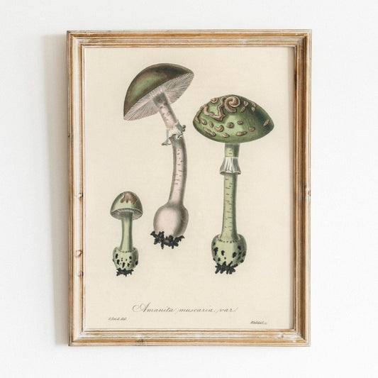 Amanita Muscaria Pilz (Vintage Illustration aus „Medical Botany“)