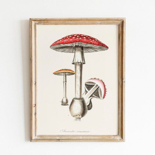 Amanita Muscaria Pilz (Vintage Illustration aus „Medical Botany“)
