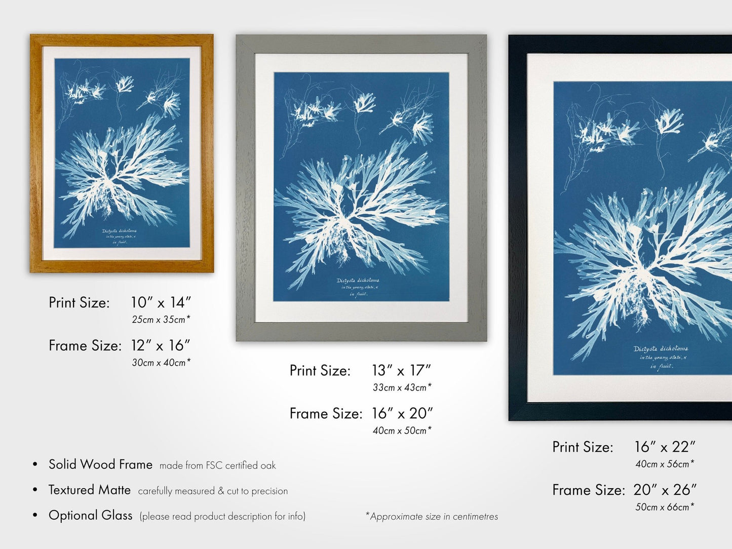 ANNA ATKINS - Dictyota Dichotoma - Pathos Studio - Art Prints