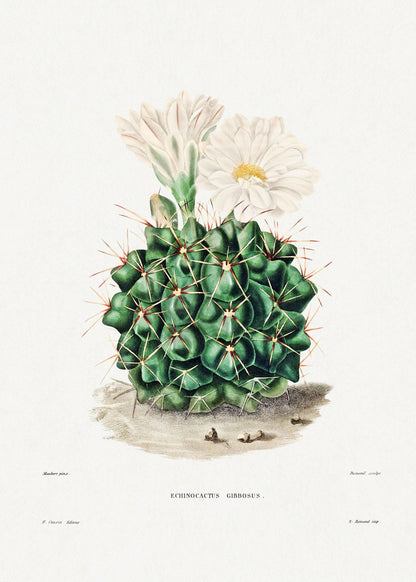 Black Chin Cactus (Botanical Lithograph)