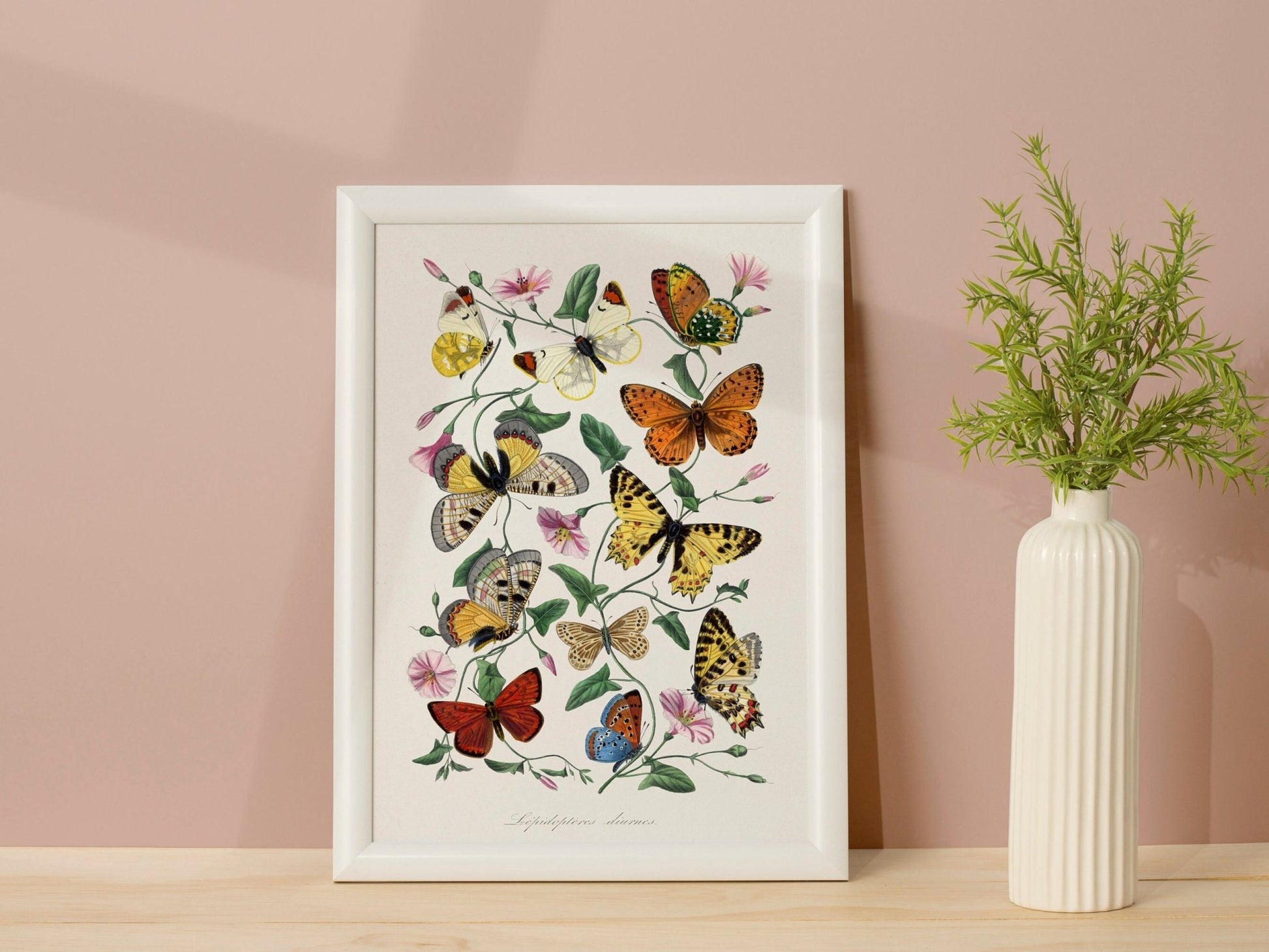 Butterfly & Moth (From Le Jardin Des Plantes by Paul Gervais) - Pathos Studio - Art Prints