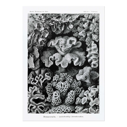 ERNST HAECKEL - Koralle (Hexacoralla)