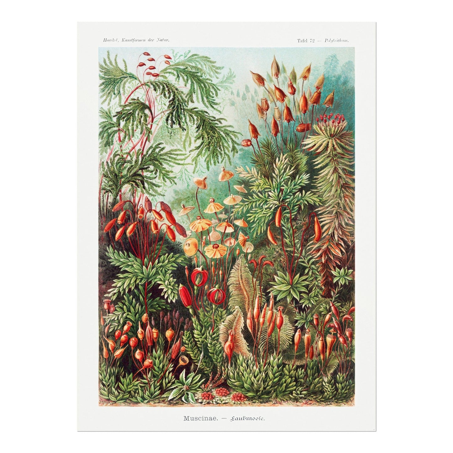 ERNST HAECKEL - Set of 3 Mosses, Birds & Anemones Prints - Pathos Studio - Art Print Sets