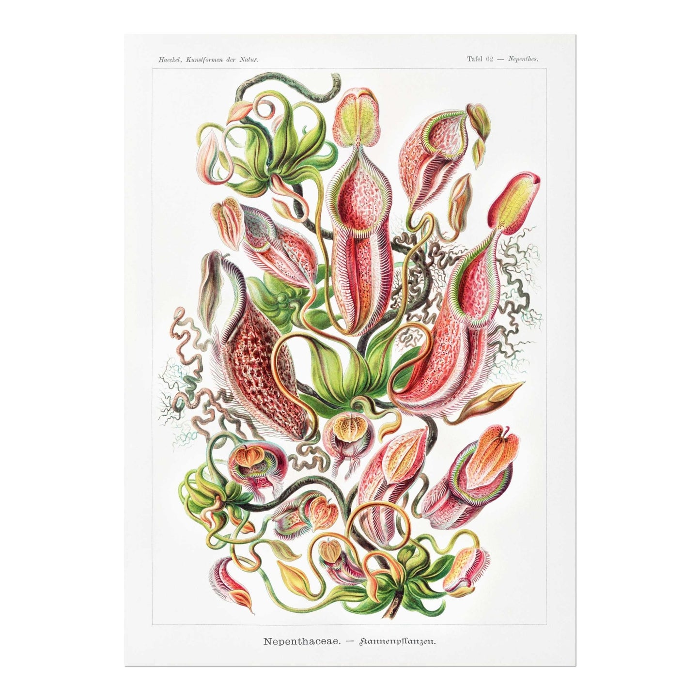 ERNST HAECKEL - Plantes pourpres tropicales (Nepenthaceae)