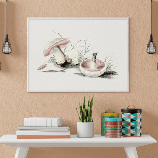 Field Mushroom (Vintage Illustration from 'Biodiversity Heritage Library')