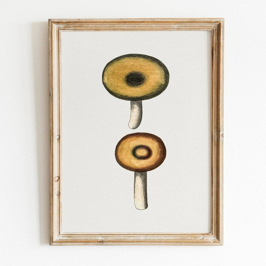 Galerina Mushroom (Vintage Illustration from 'Biodiversity Heritage Library')