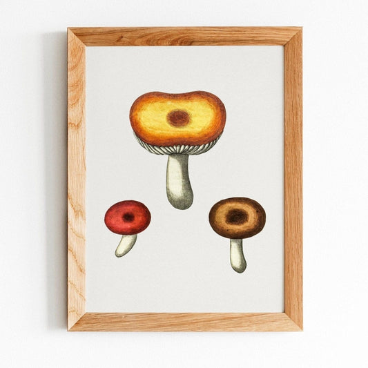 Galerina Mushroom (Vintage Illustration from 'Medical Botany')