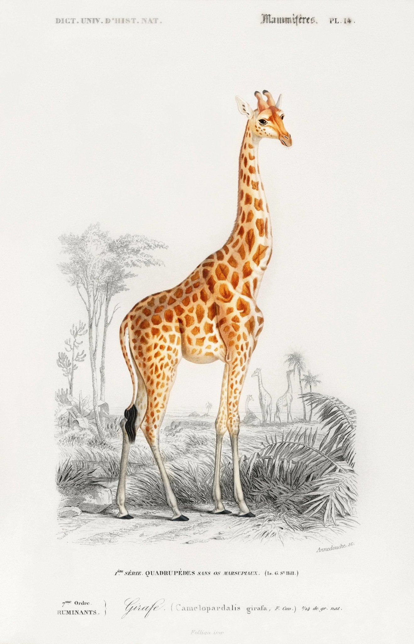 Girafe (Illustration animale du 'Dictionnaire Universel D'histoire Naturelle')