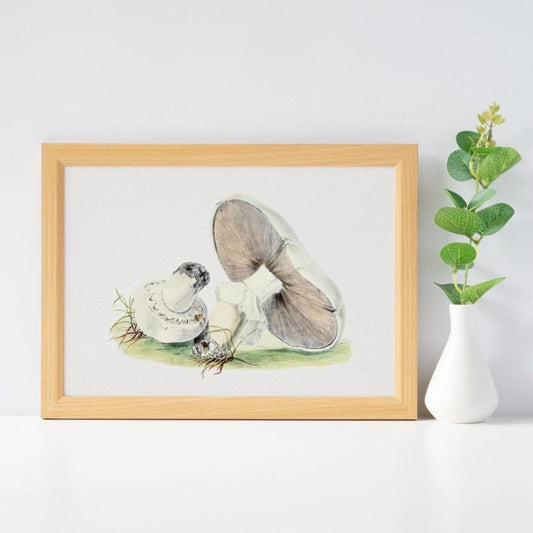 Horse Mushroom (Vintage llustration from 'Biodiversity Heritage Library')