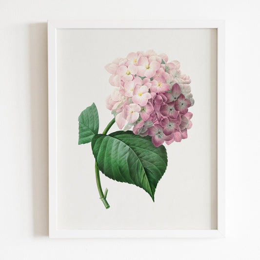 Hydrangea by Pierre-Joseph Redouté (Raphael of Flowers) - Pathos Studio - Art Prints