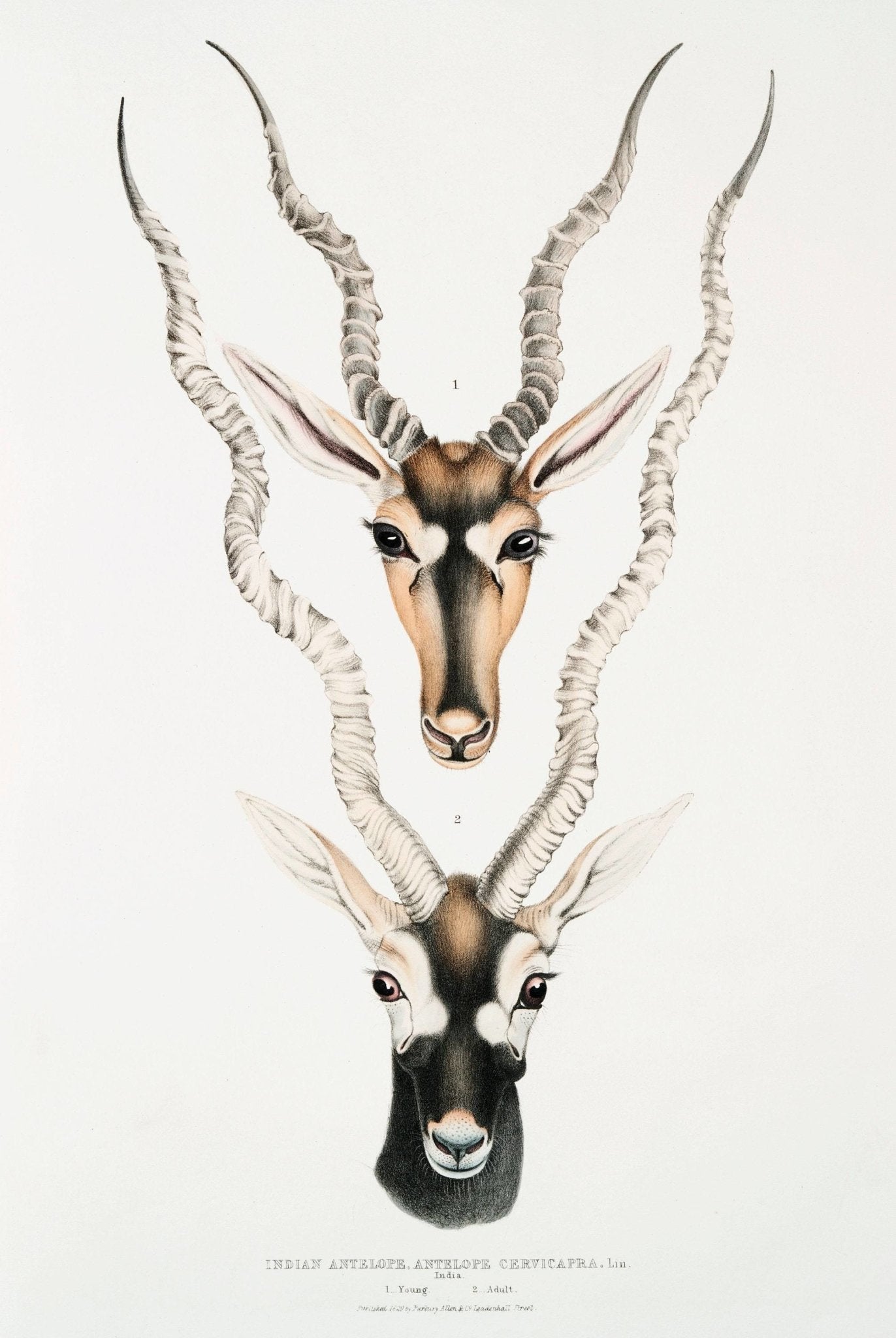 Indische Antilope (Tierlithographie aus „Illustrationen der indischen Zoologie“)