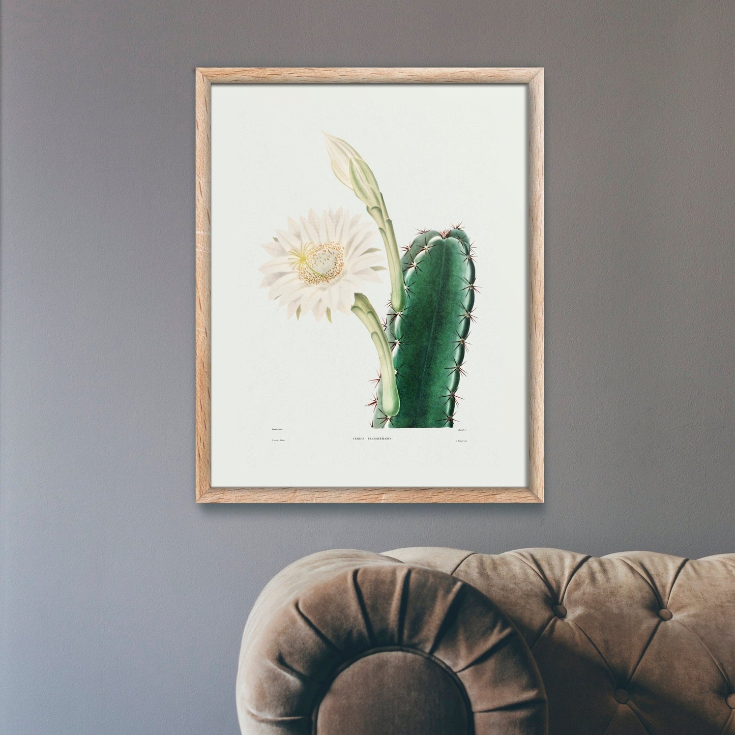 Lady Of The Night Cactus (Botanical Lithograph)