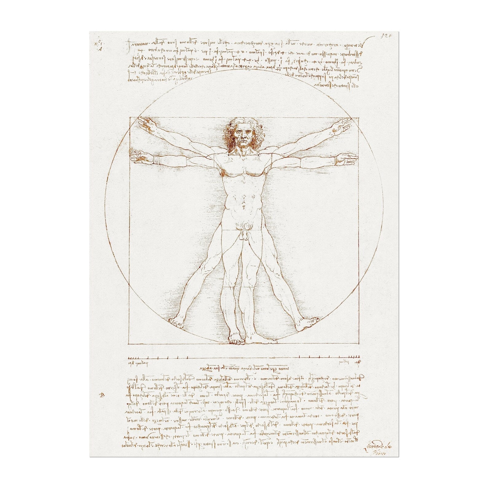 LEONARDO DA VINCI - Vitruvian Man - Pathos Studio -